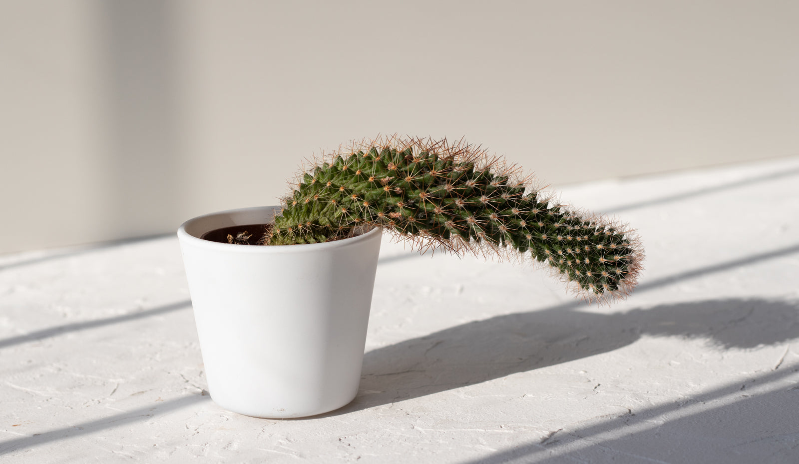 Not getting fully hard? Here’s what that tells you about your circulation.